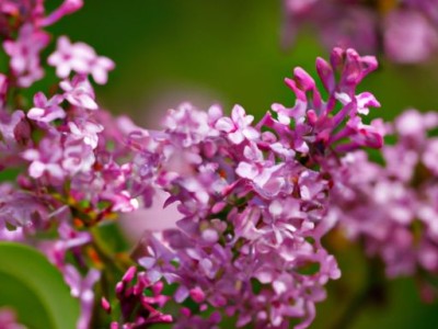 丁香花承认及丁香花是一种什么植物