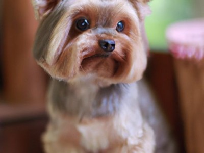 细狗及细狗什么意思