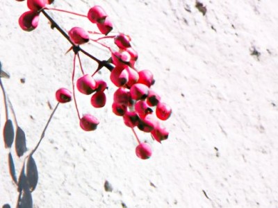 红酸枝是什么木头？红酸枝的特点和用途