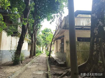 马齿苋树（马齿苋树的养殖方法和注意事项）