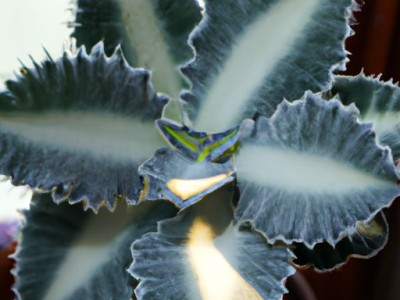 室内虎皮兰哪个品种好？