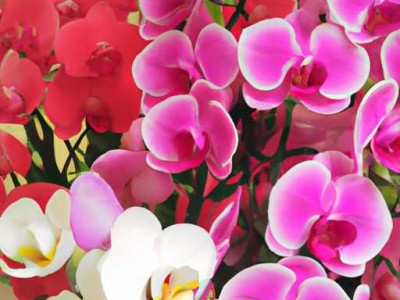 上海哪个花市便宜又好玩？推荐4个花市，让你买到便宜又好看的花卉！