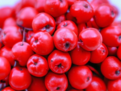 沙棘油的作用与功效详解