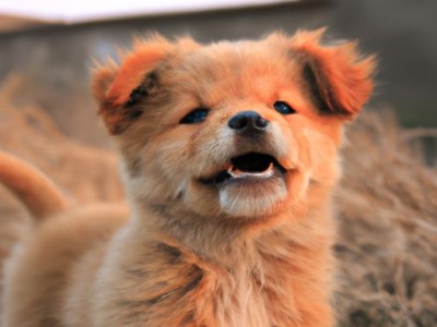 北京犬图片大全及详细介绍