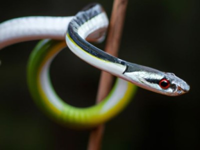 白条锦蛇：一种神秘的生物