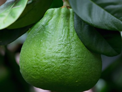 胡柚的功效与作用及其养生价值