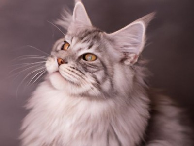 卡尔特猫和蓝猫的区别