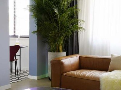 花叶木薯（花叶木薯的功效与作用）