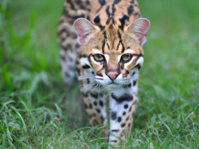 孟加拉豹猫及其价格