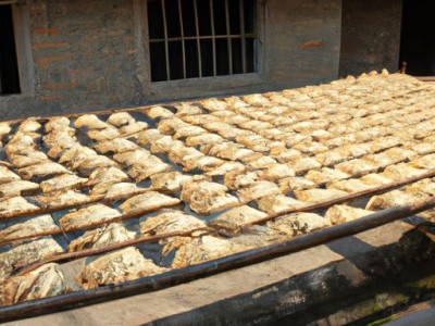 鹅掌柴：荒凉之地的生命奇迹