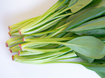 养心菜的功效与作用及食用方法