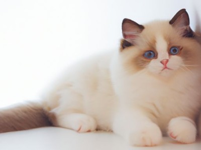 布偶猫价格多少钱一只？全面解析布偶猫的价格和市场情况