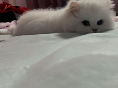 哪个国家床垫最好及哪个国家床垫最好最便宜