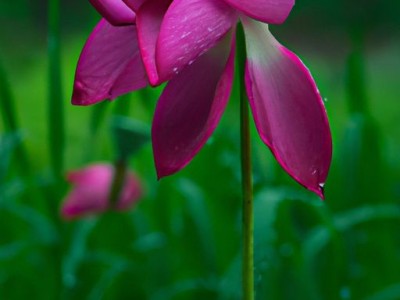 大花马齿苋及大花马齿苋和太阳花的区别