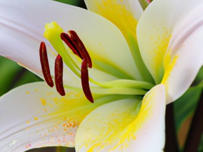 卷丹百合的营养价值及其是否可以食用