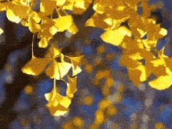 美成壁纸！大兴这棵500余年古银杏迎来颜值巅峰