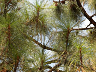 罗汉松及罗汉松一棵多少钱