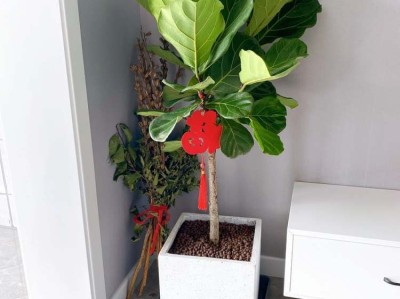 木塑门及其优缺点