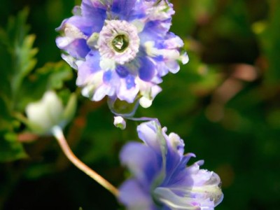 时钟花——代表着美好的时光和永恒的爱情