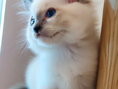 如何选择适合自己的布偶猫？布偶猫多少钱一只？