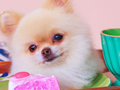 茶杯贵宾犬价格及相关信息