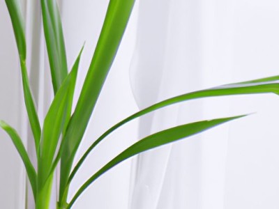 文竹和君子兰哪个好养？文竹和君子兰哪个好养活？