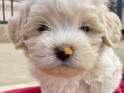 博美犬多少钱一只及博美犬多少钱一只白色