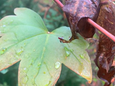 冰藤混纺和纯藤哪个好