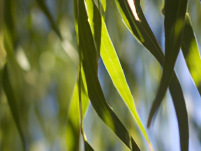 如何刷乳胶漆 刷乳胶漆注意事项