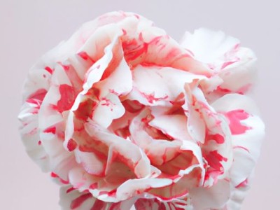 康乃馨及康乃馨花语和寓意