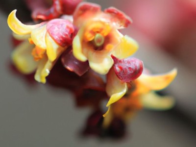 黑檀木与血檀木哪个贵？