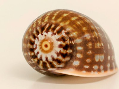 海螺型材及海螺型材有限公司：高品质建筑材料的供应商