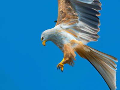 自动感应龙头及其工作原理