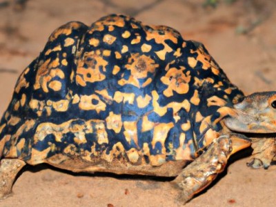 豹纹龟及其保护状况