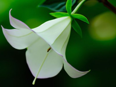 风铃草的花语及其在装修中的运用