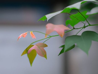 哪个品牌的小叶紫檀好？