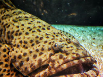 魔鬼鱼是什么鱼及魔鬼鱼是什么鱼?