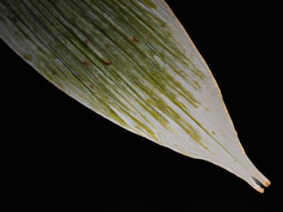 白背叶及白背叶根的功效与作用