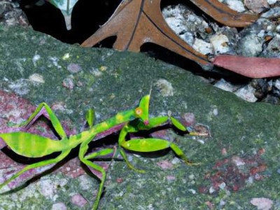 乳胶漆内墙的毒性如何判断 刷内墙面漆过程注意事项