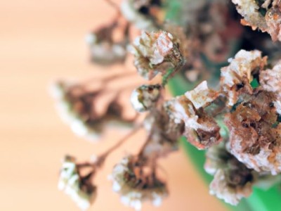 芸香草的功效与作用详解