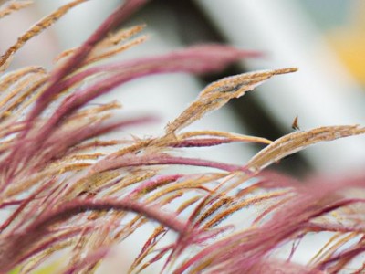 墙面刷乳胶漆的步骤