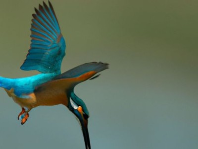 速凝剂及速凝剂生产厂家