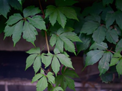 草席凉席藤席哪个好？详细比较与评价