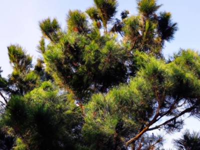 大罗汉松修剪造型视频及技巧