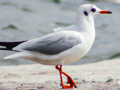 海鸥怀表哪个好？海鸥怀表哪个好看？如何选择适合自己的海鸥怀表？