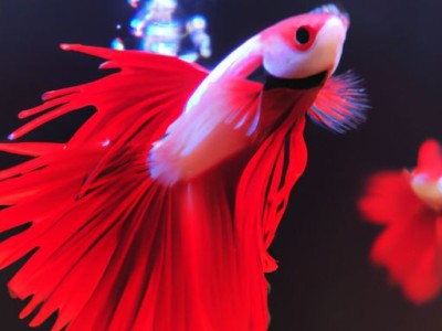 如何刷乳胶漆才正确？刷乳胶漆正确流程