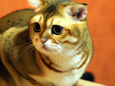 折耳猫为什么不能养？