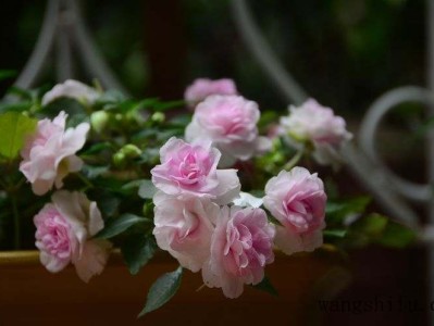 麻将椅哪个好（麻将椅哪个好用）