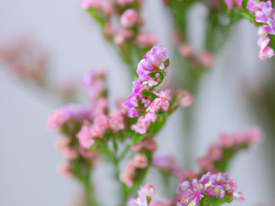 小冠花的品种、特点和养护方法-小冠花百科