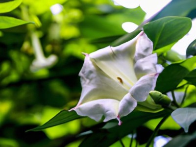 喇叭花图片大全及介绍